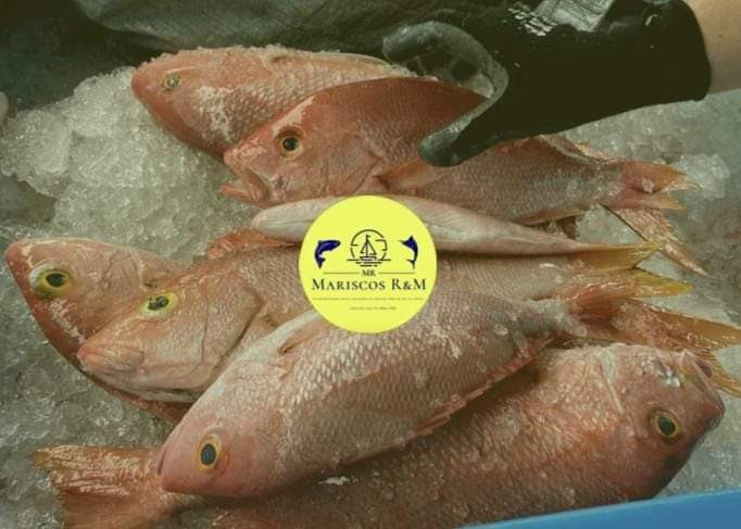 Pescado rojo