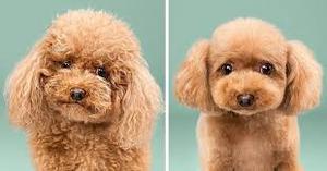 Servicio de Grooming