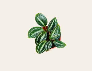 Calathea MedalIion