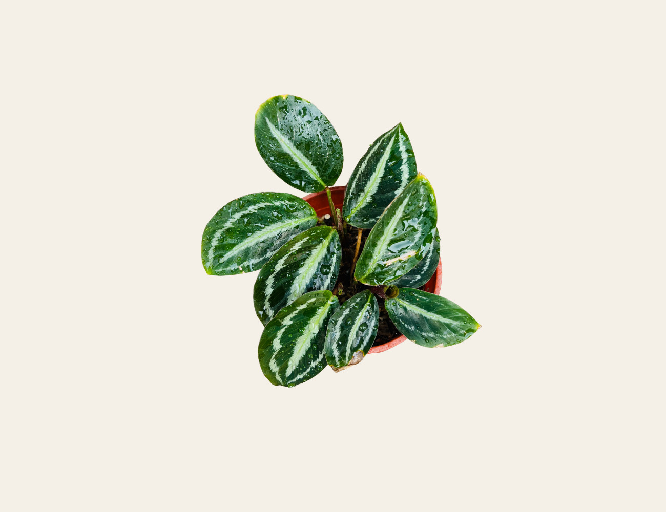 Calathea MedalIion