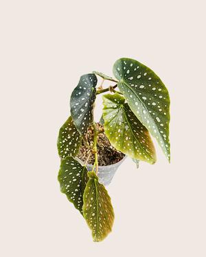 Begonia Maculata