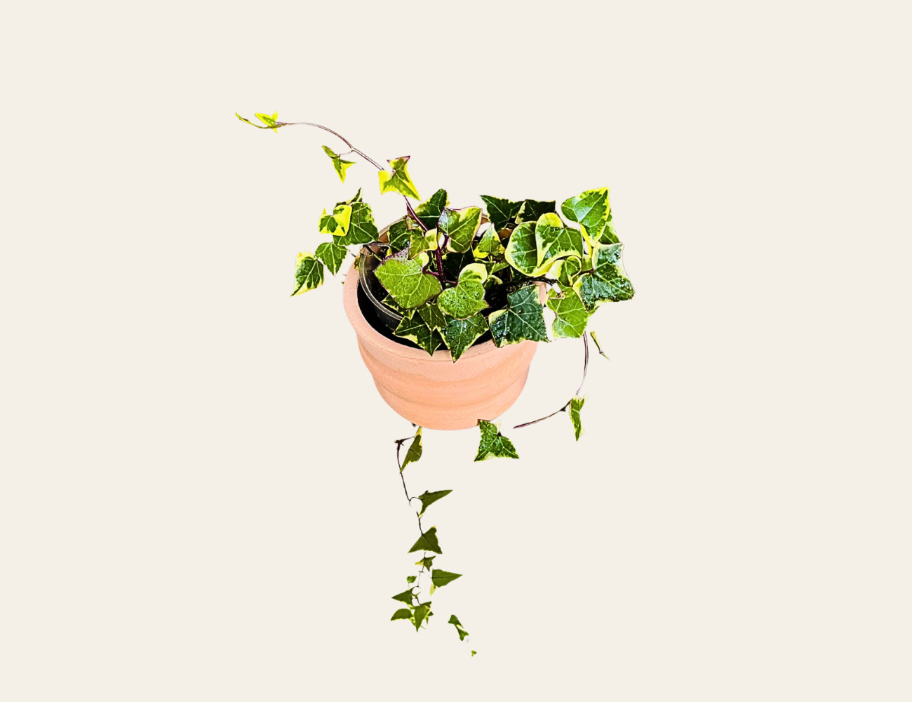 Hiedra Variegada