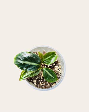 Calathea MedalIion