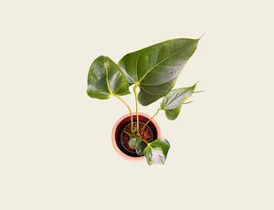 Anthurium de Salón Premium