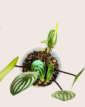 Peperomia Sandia