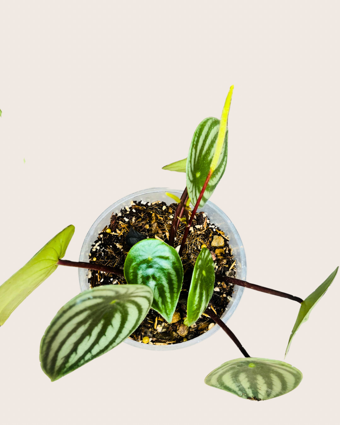 Peperomia Sandia