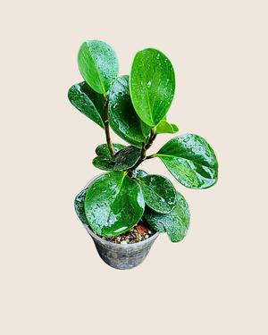 Baby rubber plant.
