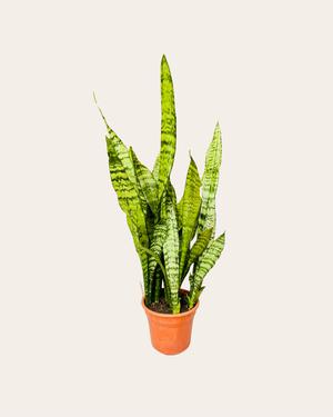 Sansevieria zeylanica