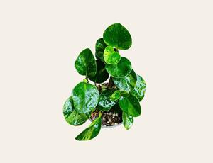 Baby rubber plant.