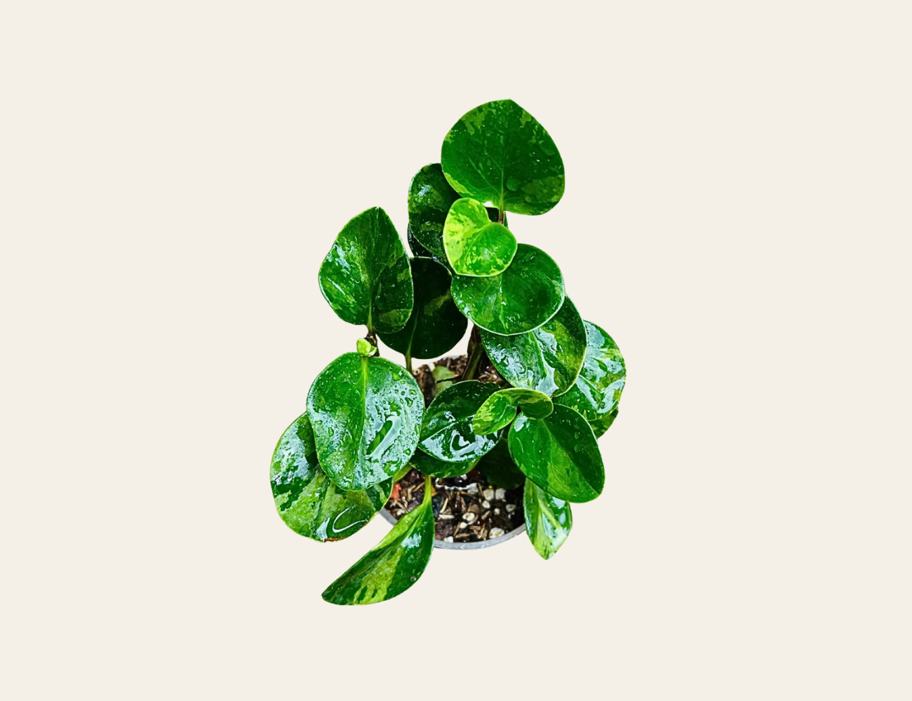 Baby rubber plant.