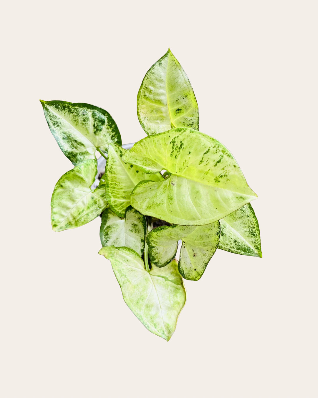Singonio verde