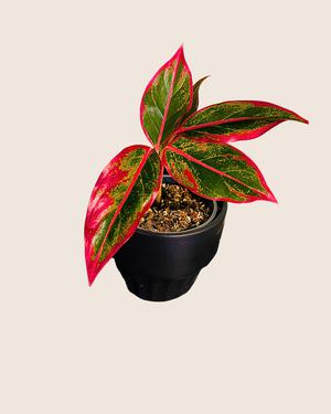 Aglaonema Siam Auroa o Red Lipstick