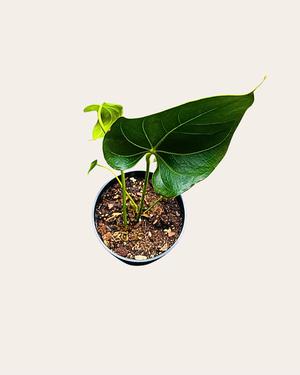 Anthurium de Salón Premium
