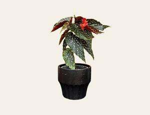 Begonia Maculata