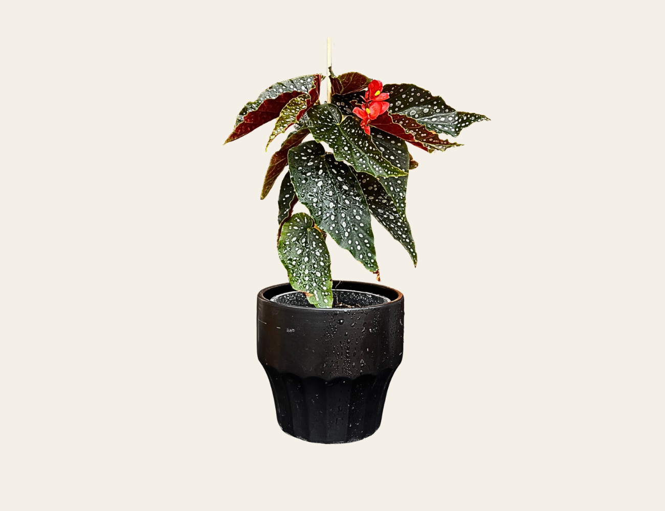 Begonia Maculata
