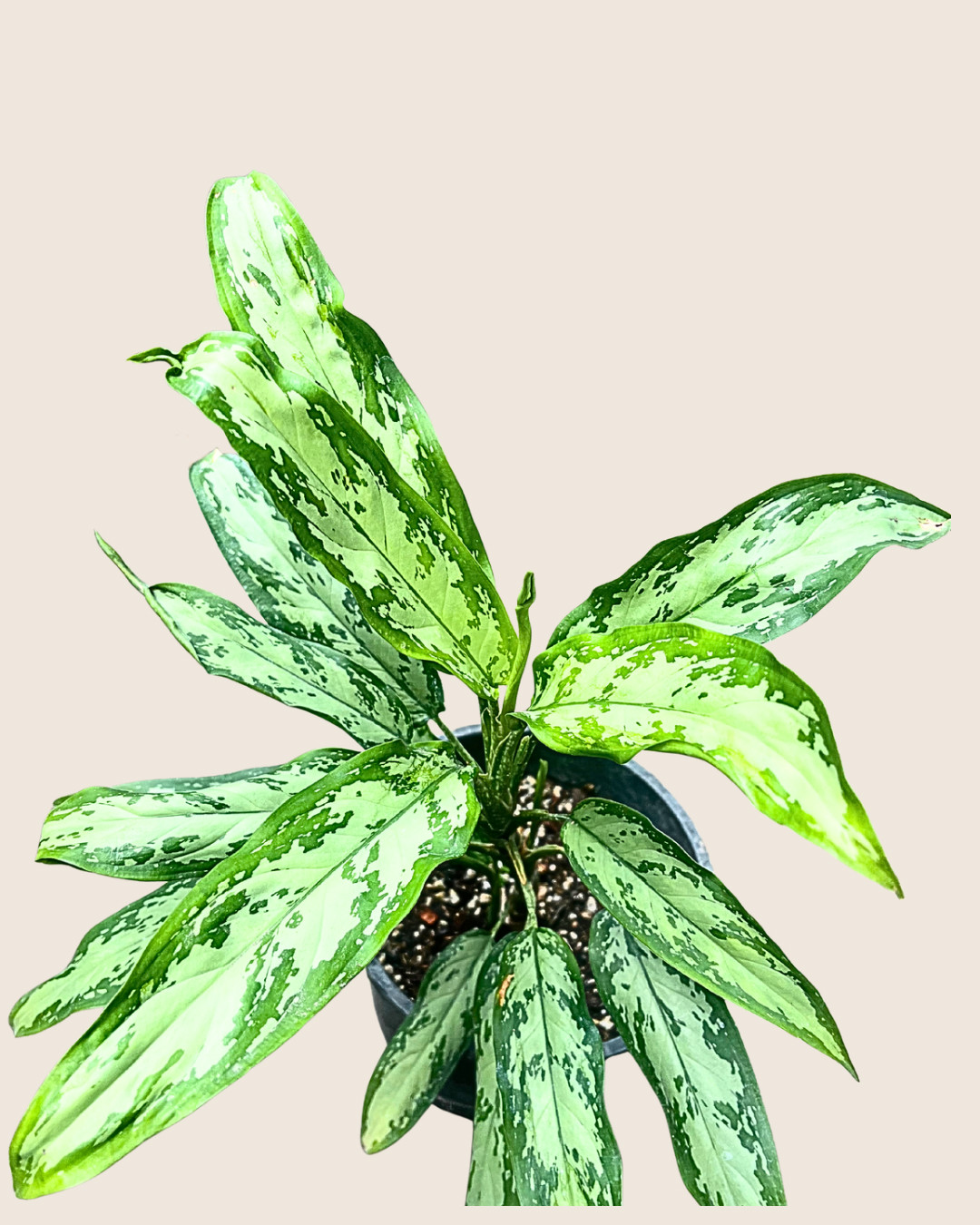 Aglaonema Silver Queen