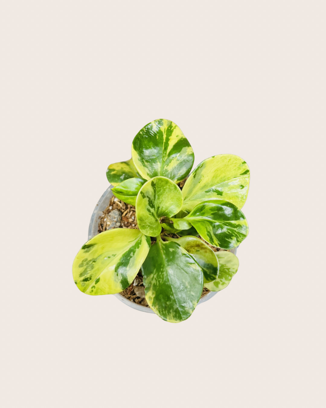 Peperomia obtusifolia variegata