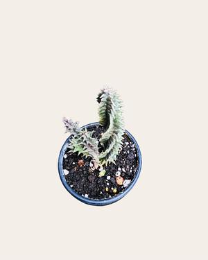 Huernia macrocarpa 