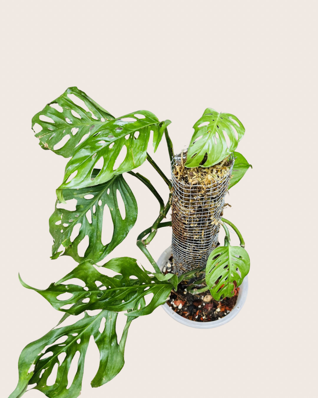Monstera Deliciosa Silvestre