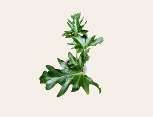 Garra de León (Philodendron) 