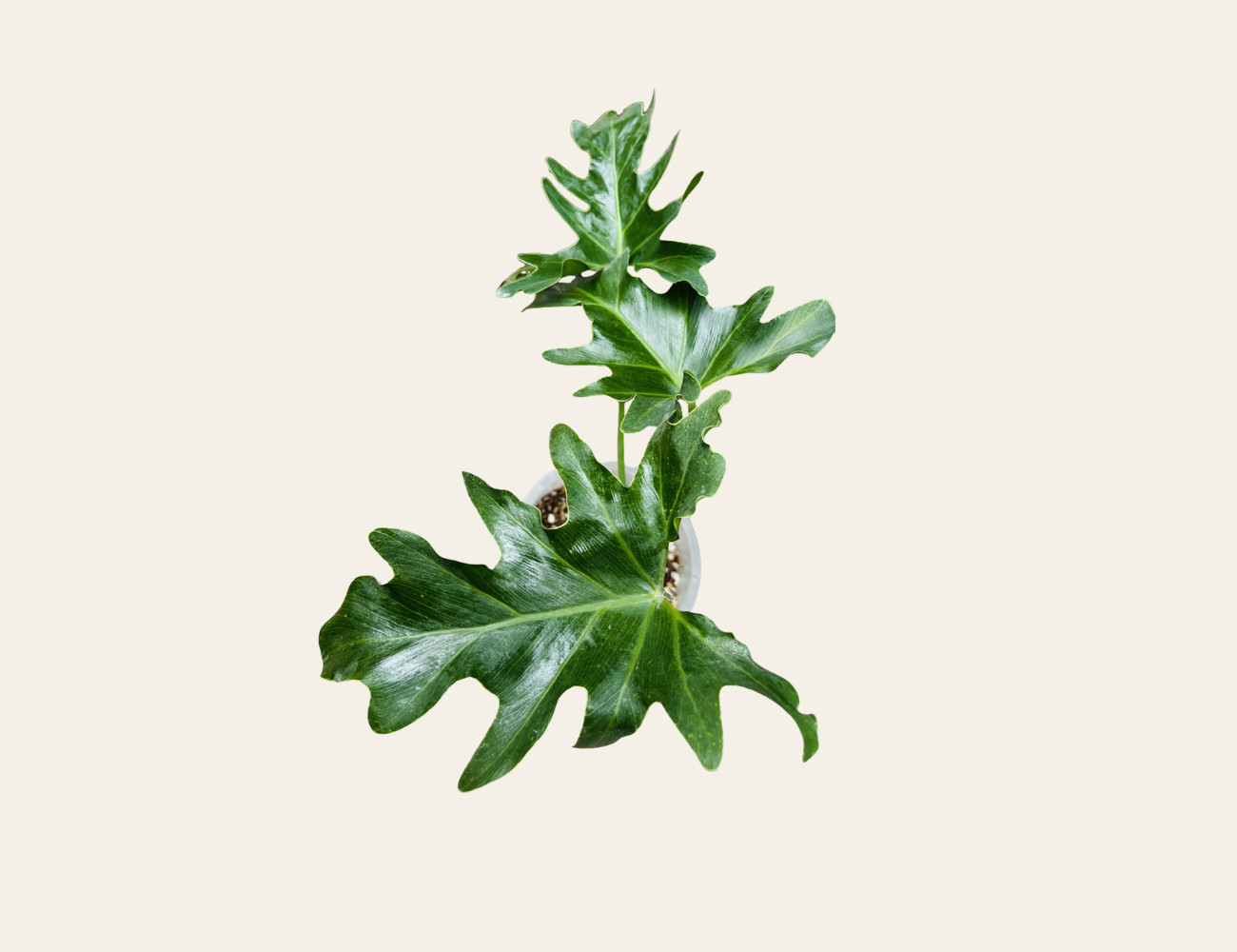 Garra de León (Philodendron) 
