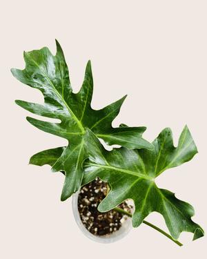 Garra de León (Philodendron) 