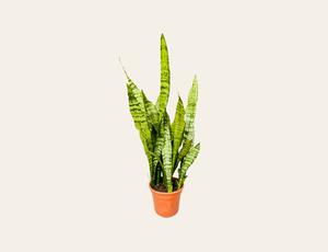 Sansevieria zeylanica