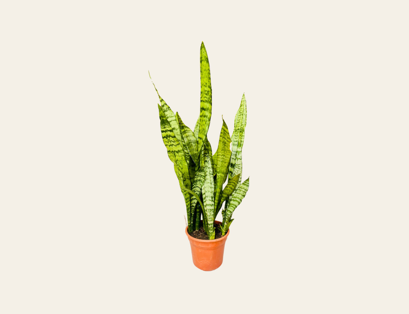 Sansevieria zeylanica