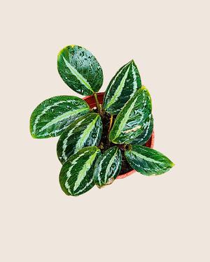 Calathea MedalIion