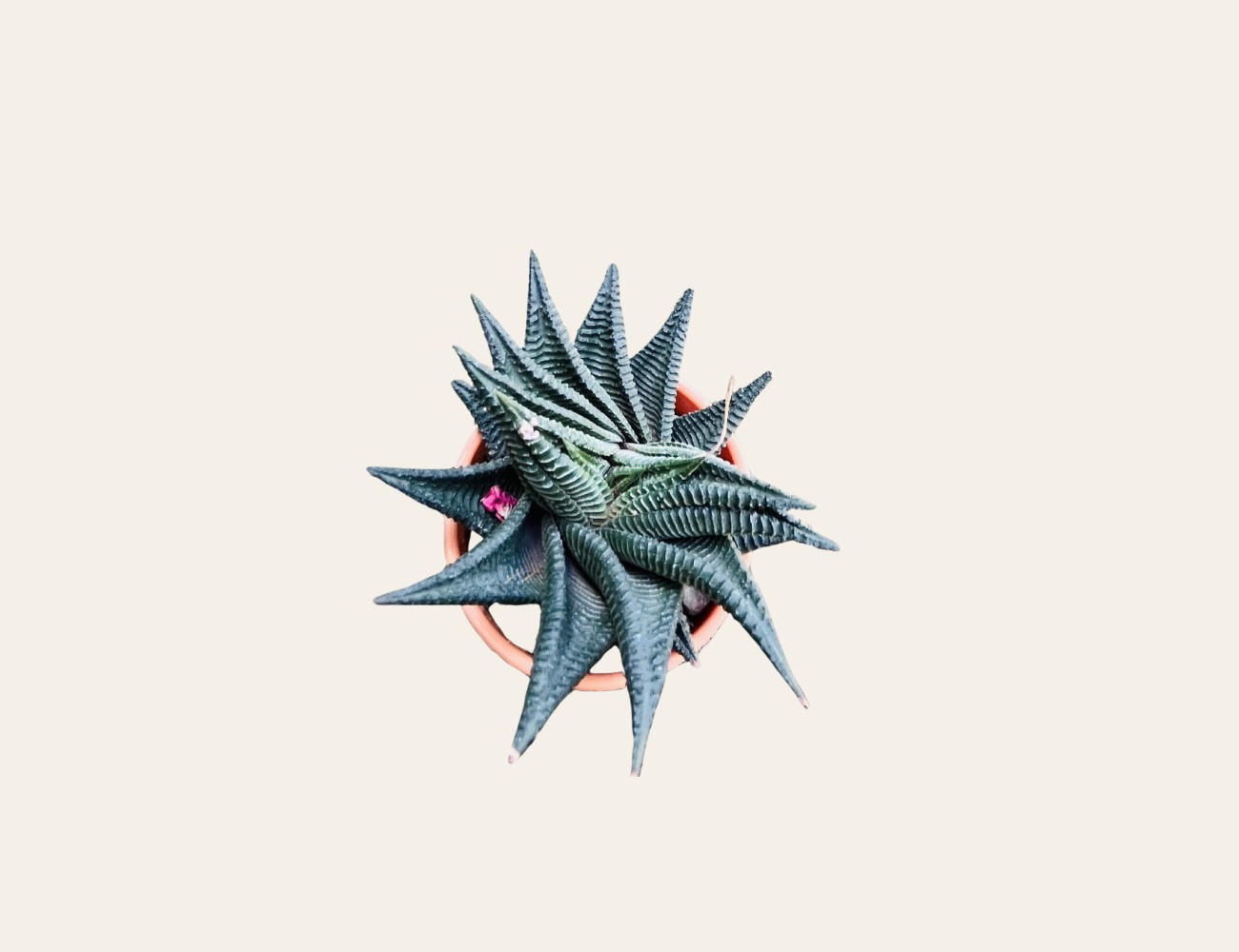 Suculenta piel de cocodrilo