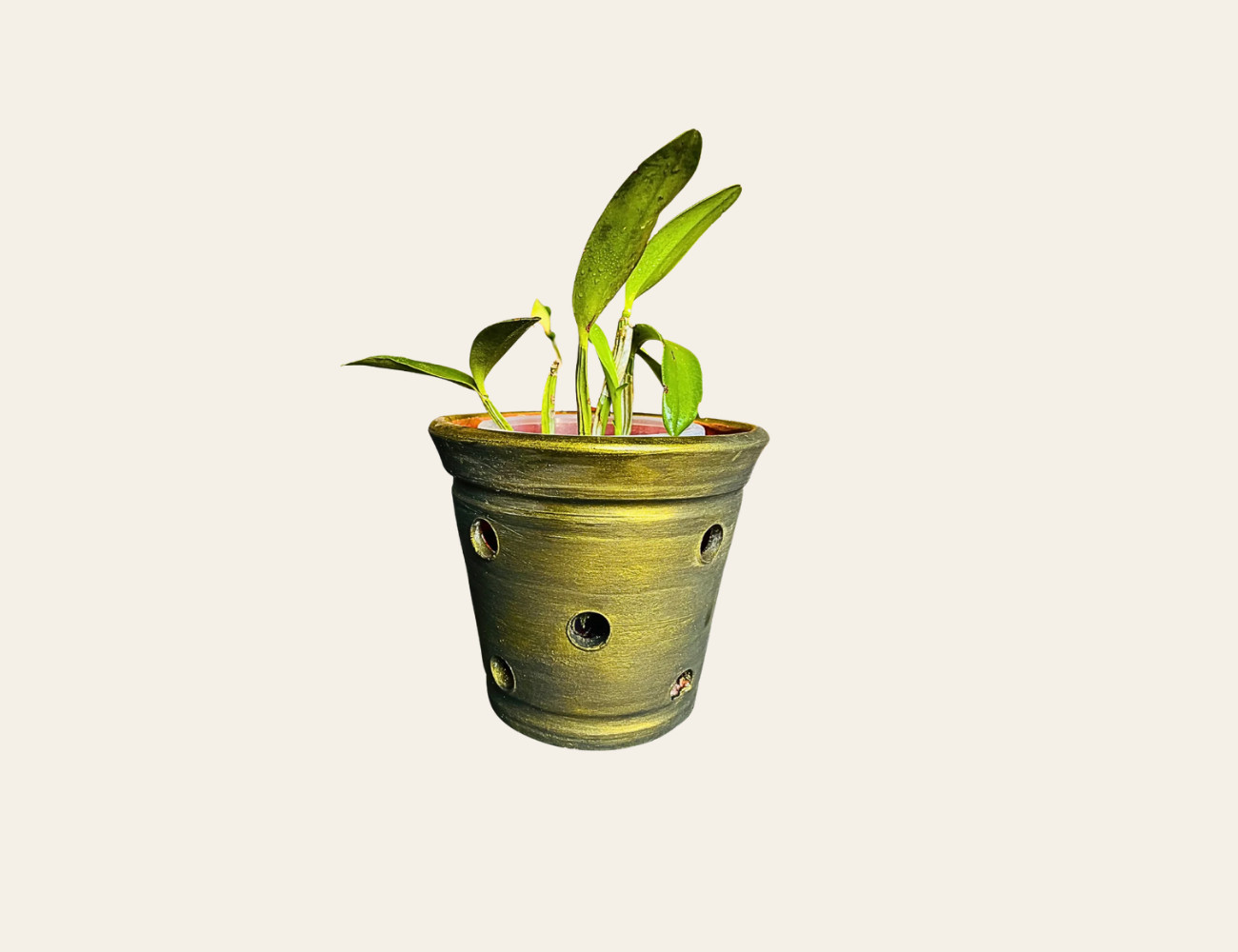 Maceta para orquideas