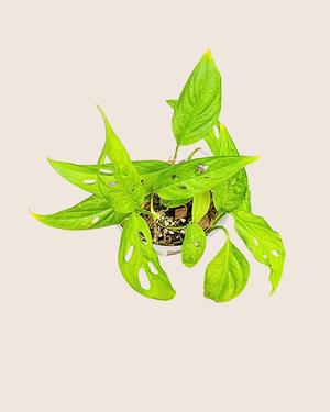 Monstera AdansoniI