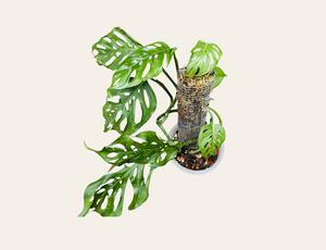 Monstera Deliciosa Silvestre