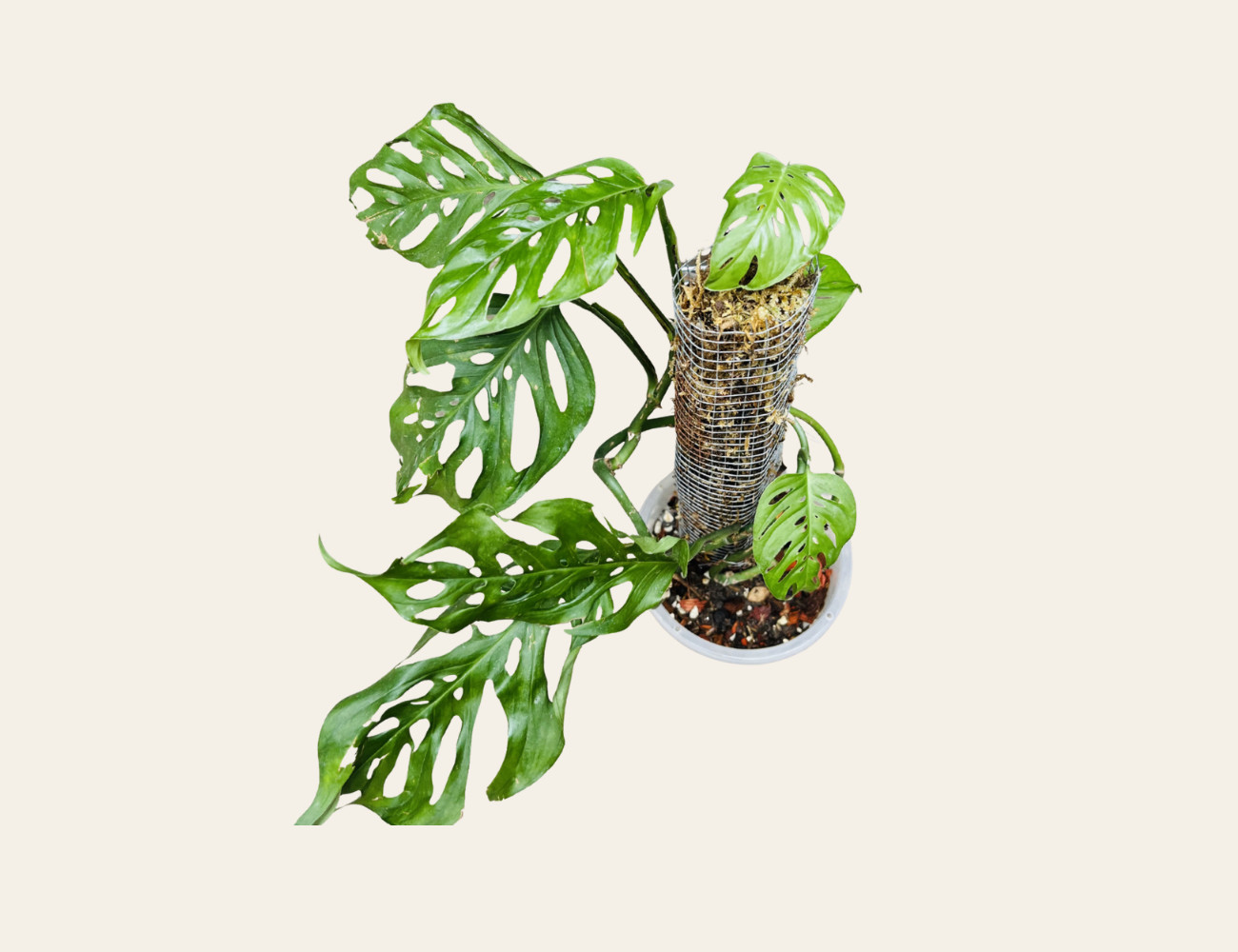 Monstera Deliciosa Silvestre