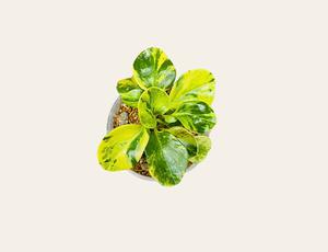 Peperomia obtusifolia variegata