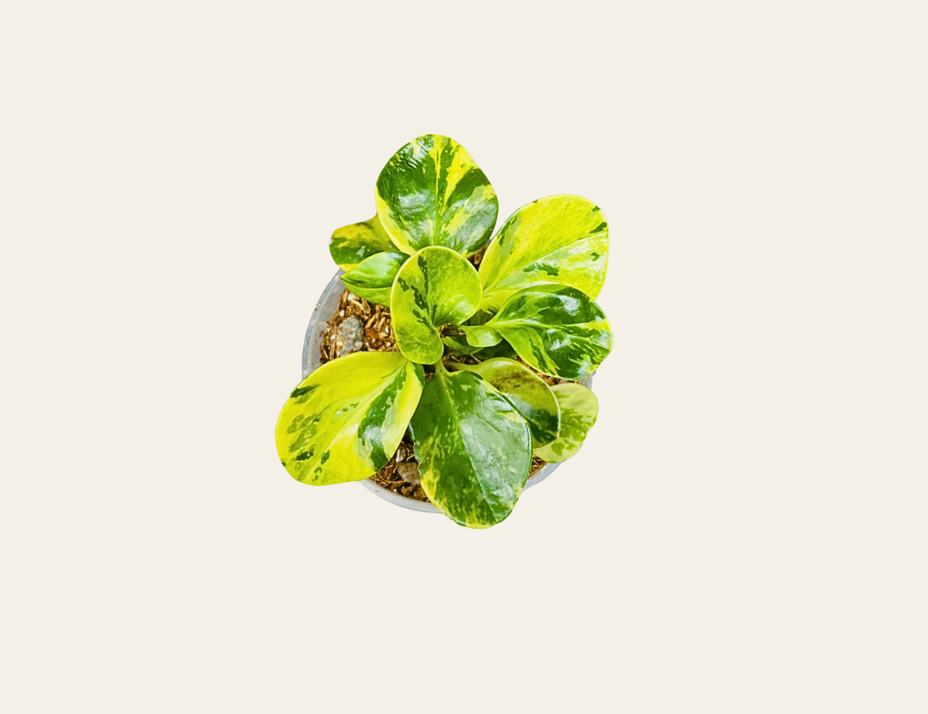 Peperomia obtusifolia variegata
