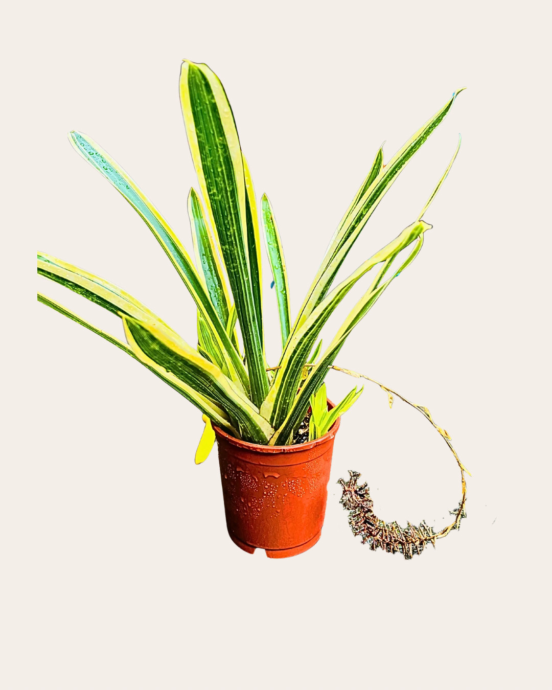 Bromelia