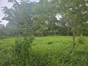 4.3 ACRES OF LAND FOR SALE ON THE MOUNTAIN SIDE IN EL PINO, EL PORVENIR, ATLANTIDA, HONDURAS