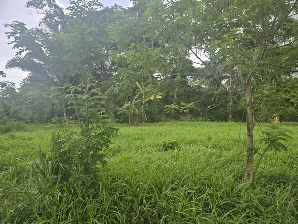 4.3 ACRES OF LAND FOR SALE ON THE MOUNTAIN SIDE IN EL PINO, EL PORVENIR, ATLANTIDA, HONDURAS