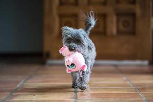 Cerdito Juguete Para Mascota