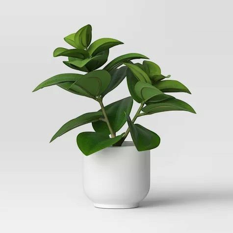 Planta Decorativa Ficus