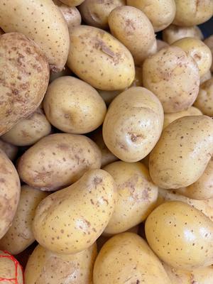 Papa cruda Hondureña 