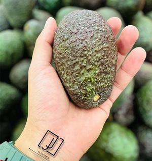 Aguacate premium