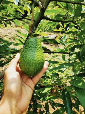 Aguacate Hass al por mayor y menor