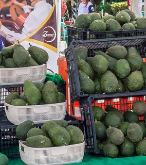 Aguacate Hass 