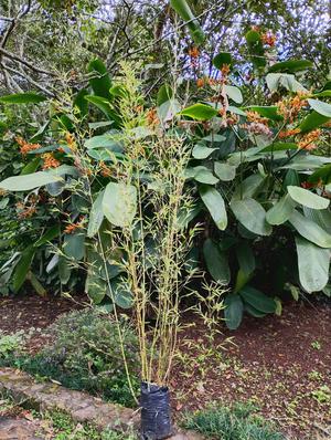 Bolsa GDE Bambú vivo Chachos+1.50 m 