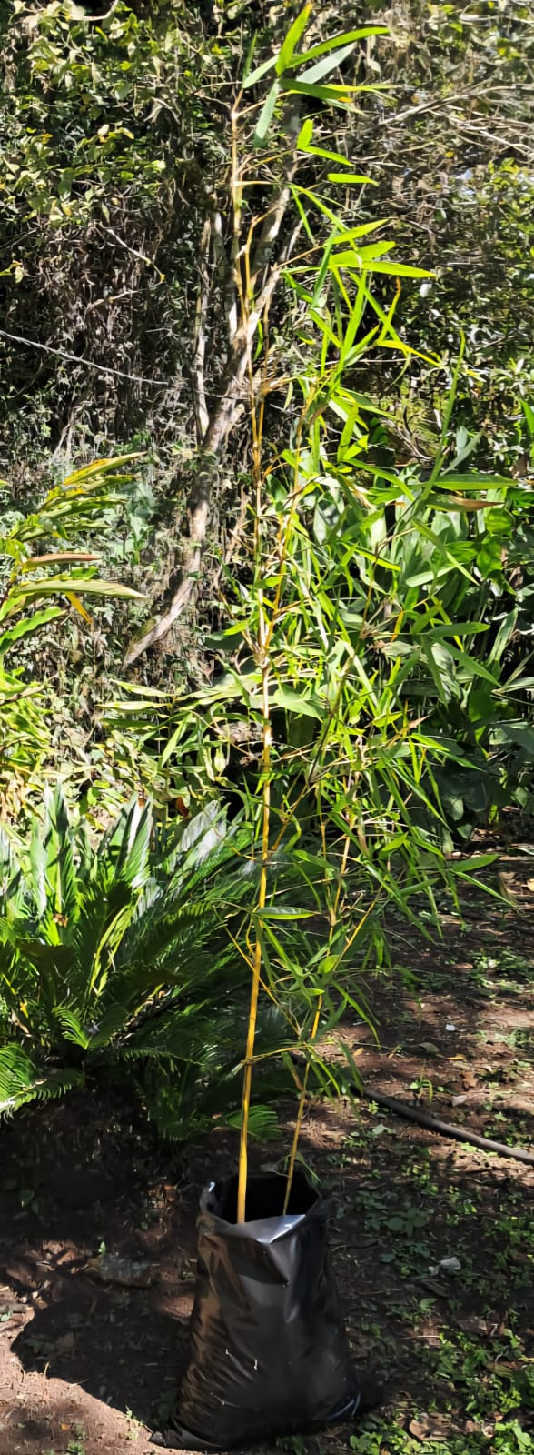 Bolsa GDE vulg. Bambú vivo +1.50 m 