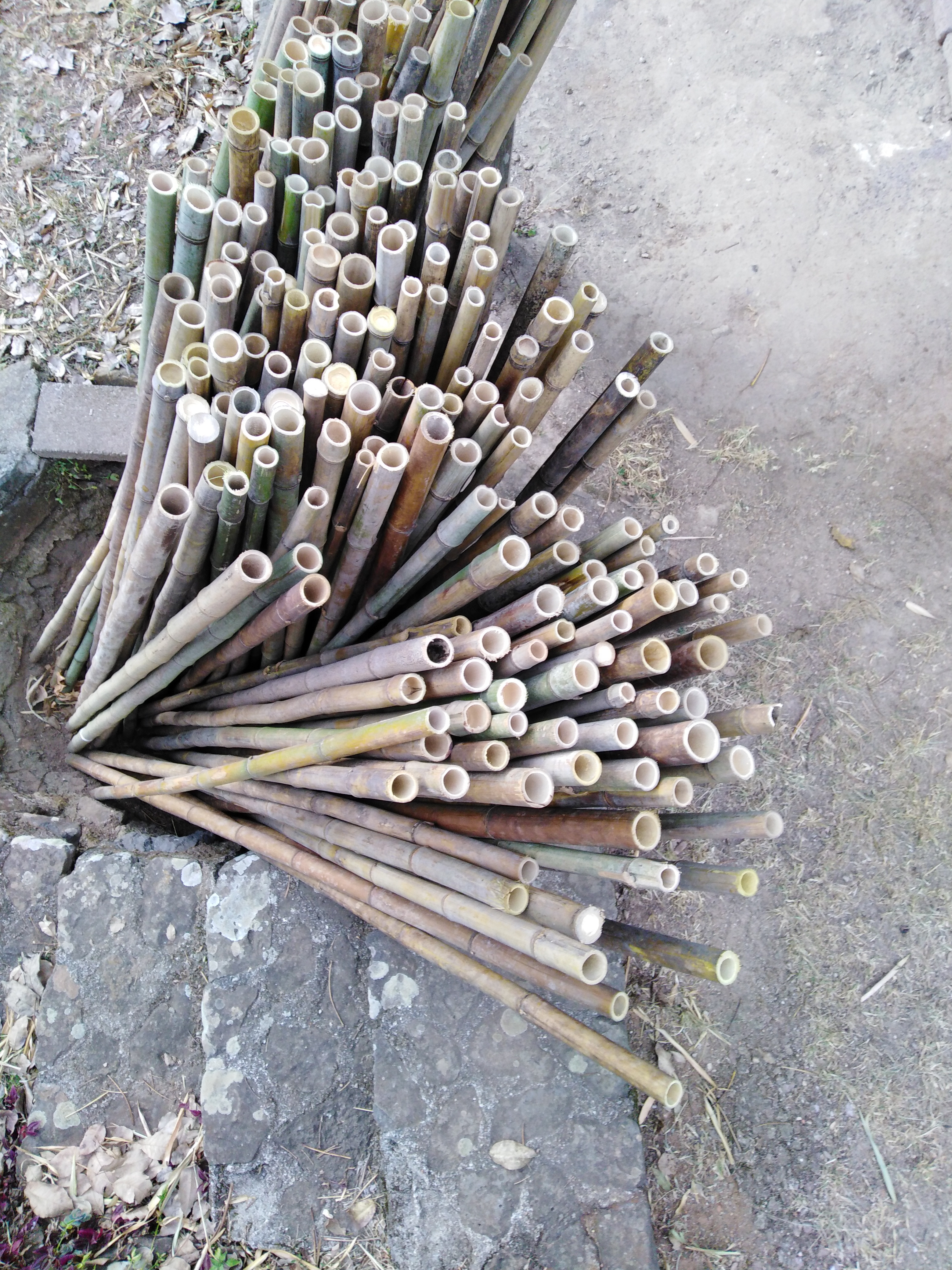 Vara de Bambú 1.50 mts. de largo