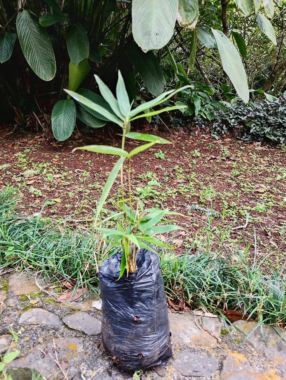 Bolsa PEQ Bambú vivo (1/2 m) 