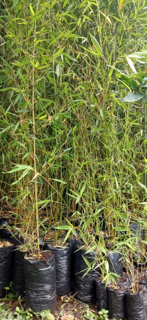 Bolsa GDE Bambú vivo +1.50 m